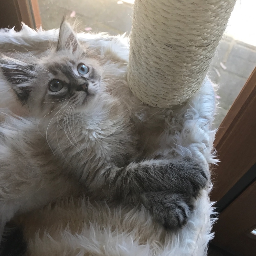 Meet your Posher, Pam